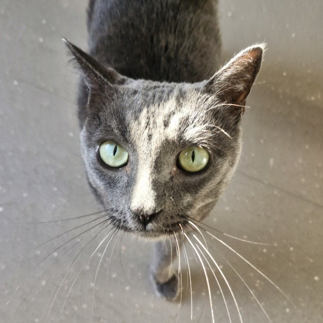 Photo of C1557 Merlin