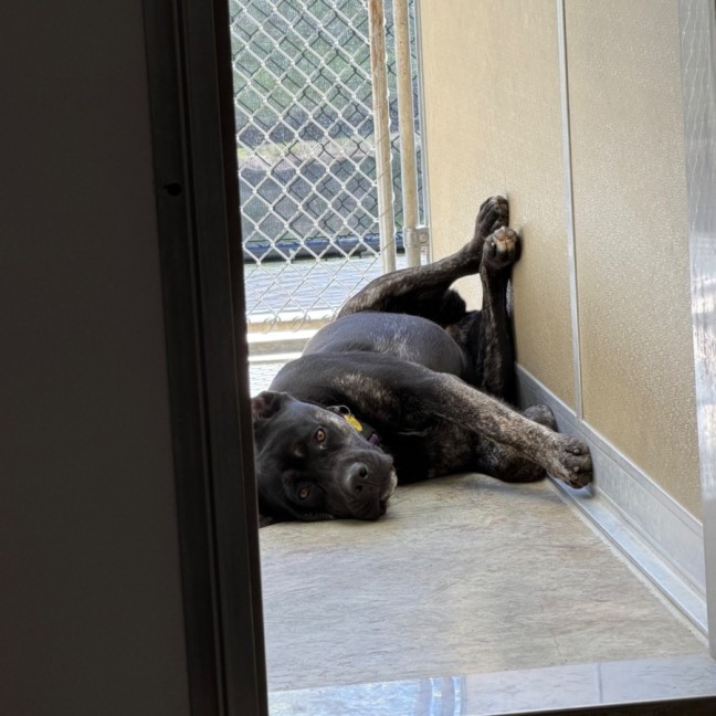 Photo of Storm Fly