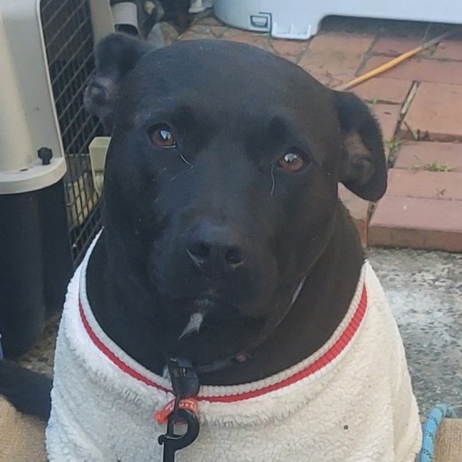 Photo of Rocky