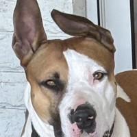 Photo of Chase