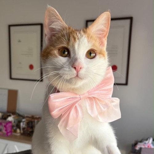 Millie - Domestic Short Hair (DSH) Cat