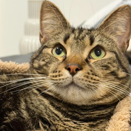 Kovu *9 Lives Project Rescue* - Domestic Short Hair (DSH) Cat