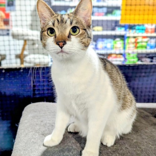 Sprite - Domestic Short Hair (DSH) Cat