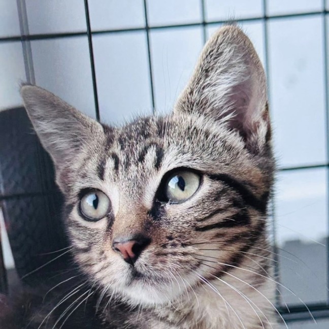 Photo of Tiki