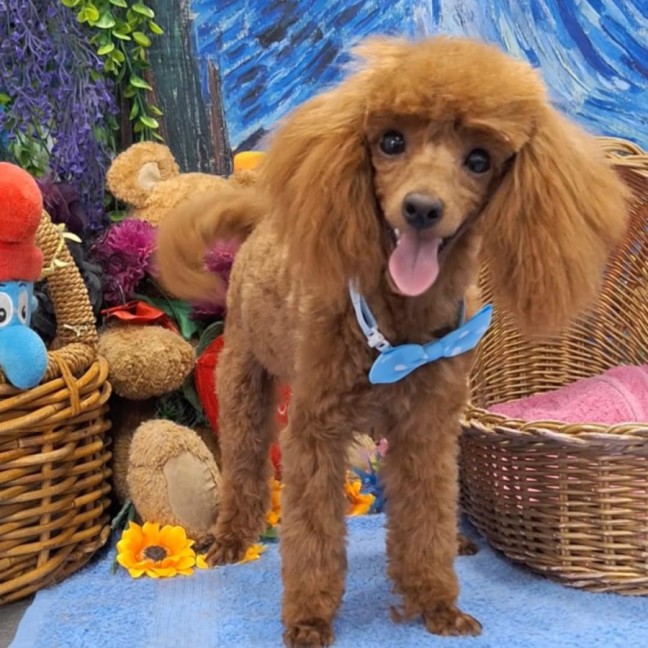 Photo of Louie