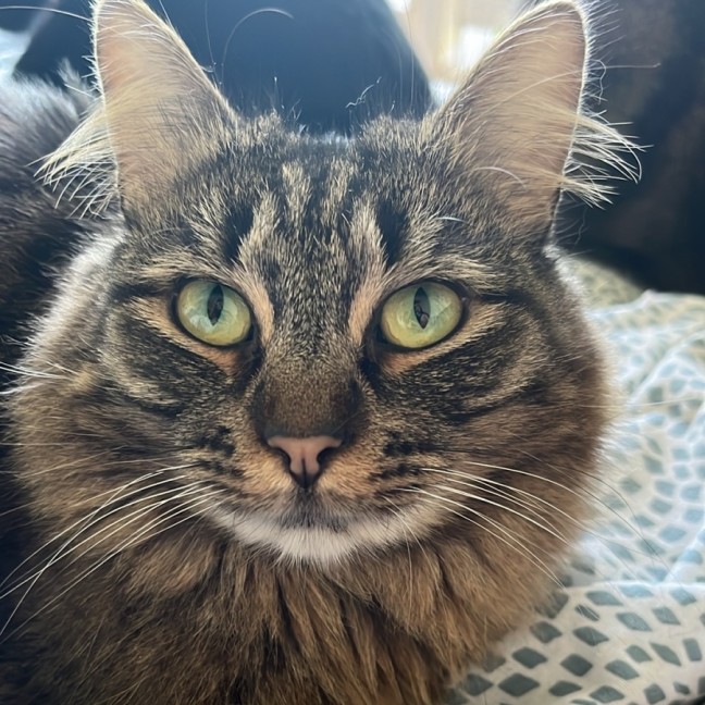 Photo of Foxi Loxi *9 Lives Project Rescue*