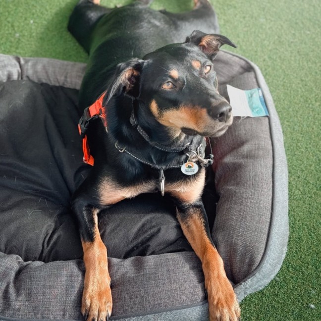 Photo of Ruby