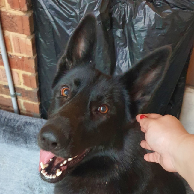 Photo of Luna