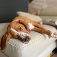 Photo of Happy   5.5 Year Old Beagle X Springer Spaniel