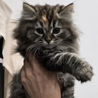 Photo of Roxy