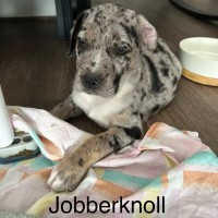 Photo of ⚡ Potter's Pals Litter ⚡ 