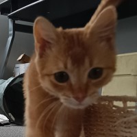 Photo of Alpine