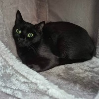 Photo of Ebba ** 2nd Chance Cat Rescue **