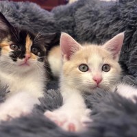 Photo of Champagne And Oj