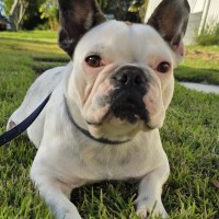 Photo of Dottie
