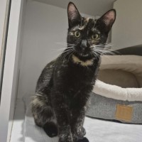 Photo of Raven