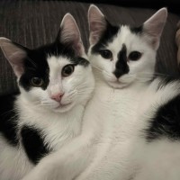 Photo of Skittles And Parkway 😸