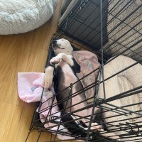 Photo of Sheriff 