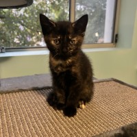 Photo of Flabbergast