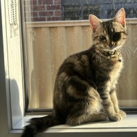 Photo of Naia   In Foster Care In Pakenham