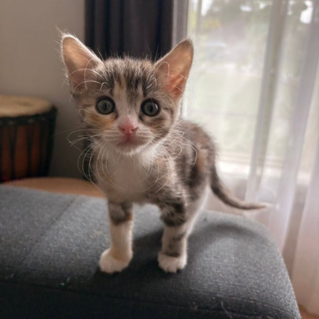 Photo of Olive