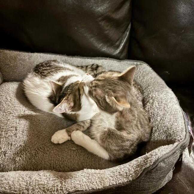Photo of Adora & Romeo 
