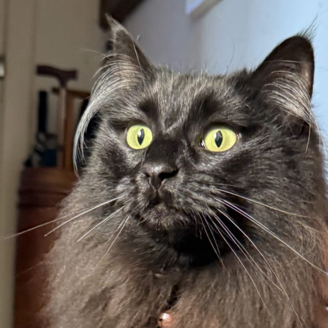 Photo of Truffles