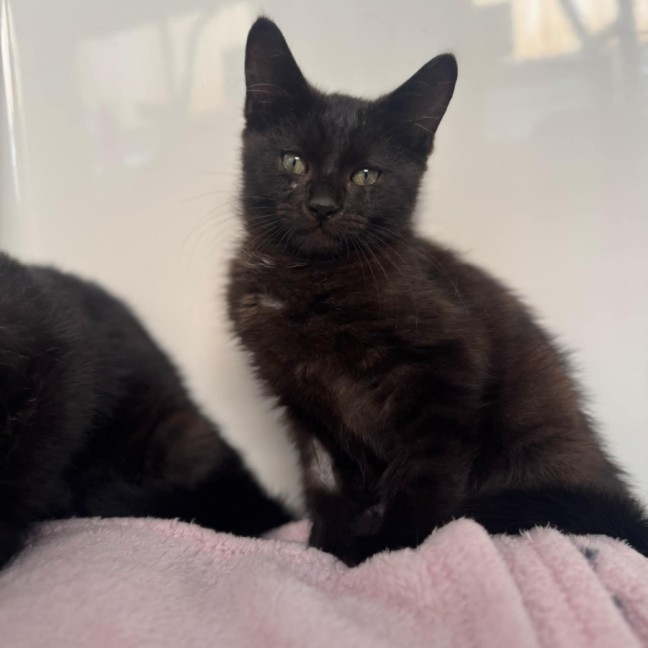 Photo of Bat Bat   In Foster Care In Ashburton