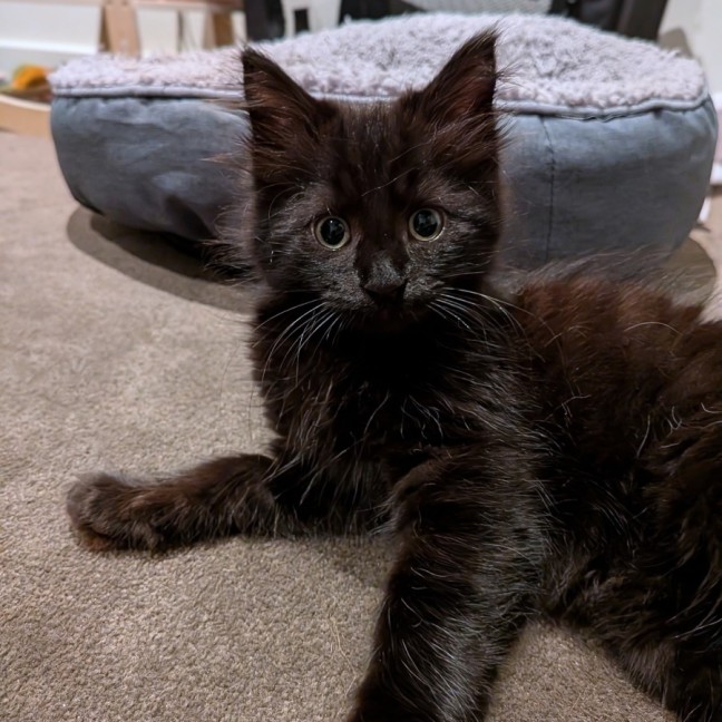 Photo of Vincent ^^Dandy Cat Rescue^^