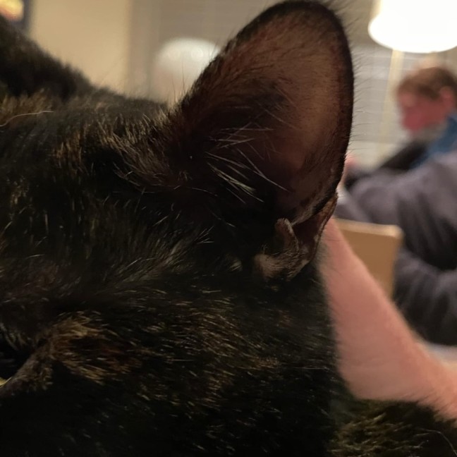 Photo of Heidi Meet Me At Petstock Chelsea Store