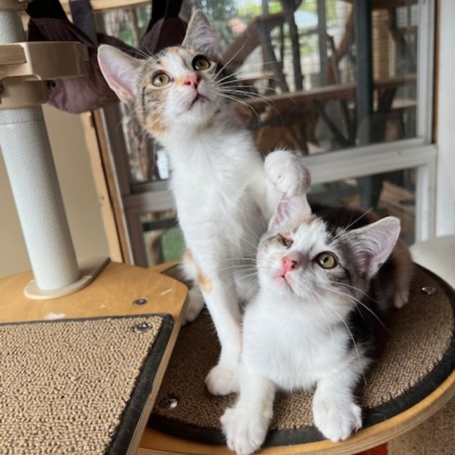 Photo of Marmalade & Honey