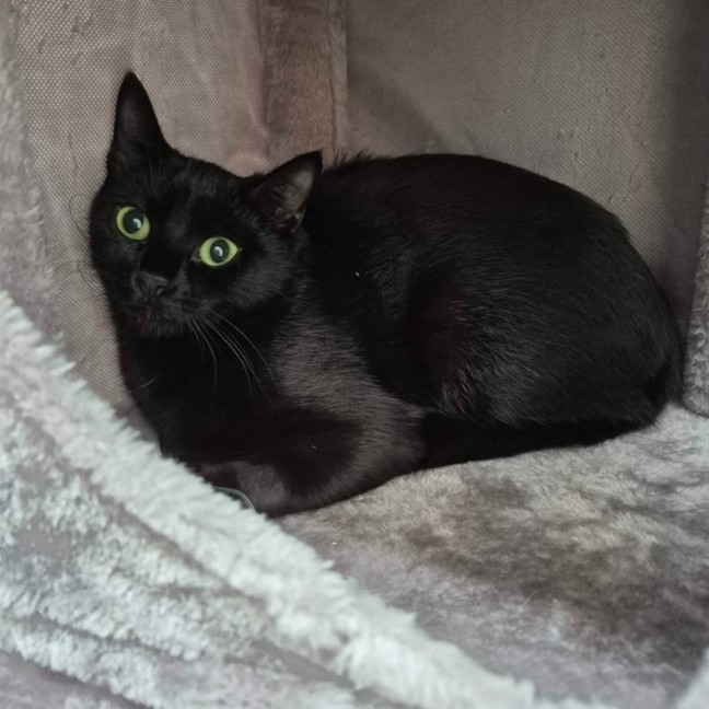 Photo of Ebba ** 2nd Chance Cat Rescue **