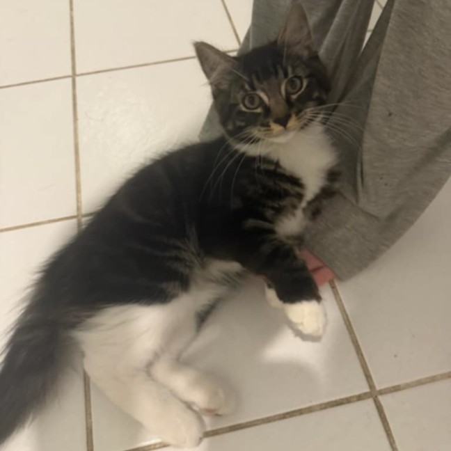 Photo of George ** 2nd Chance Cat Rescue**