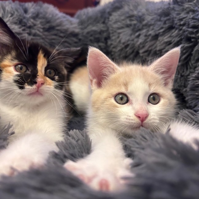 Photo of Champagne And Oj