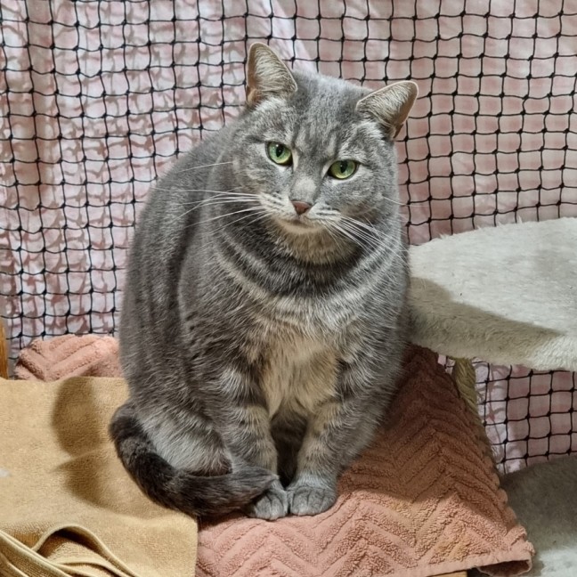 Photo of Nala