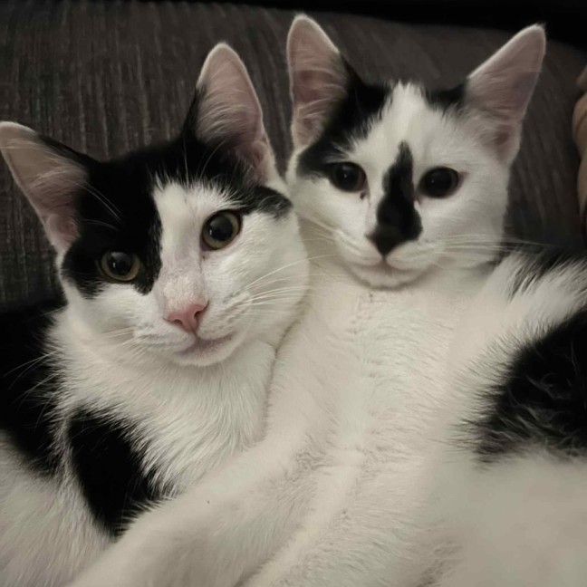 Photo of Skittles And Parkway 😸