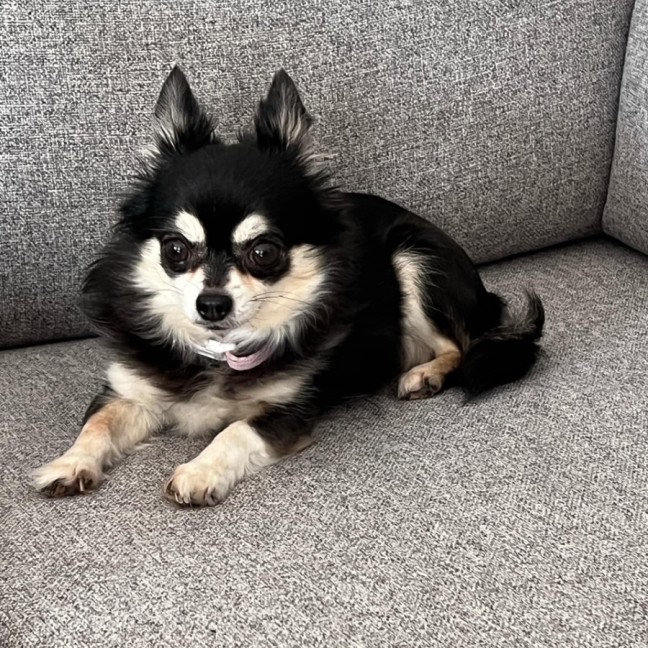 Photo of Ruby & Cinnamon