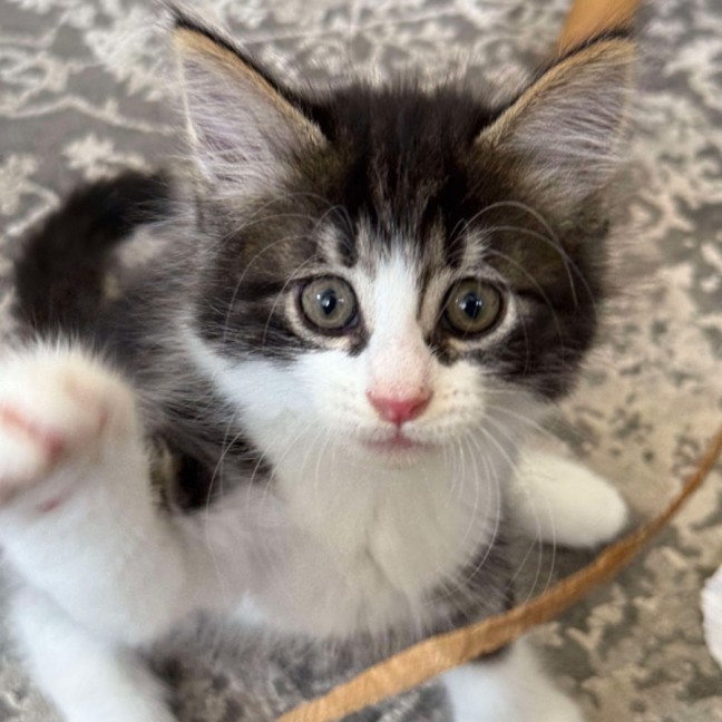 Photo of Violet