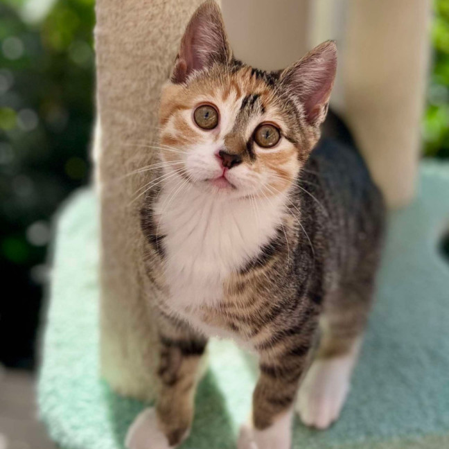 Photo of 💛 Gracie 💛