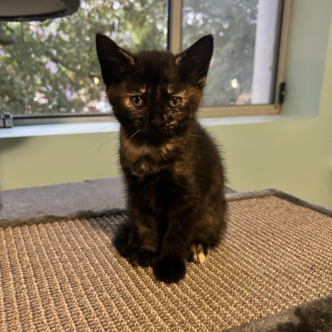 Photo of Flabbergast