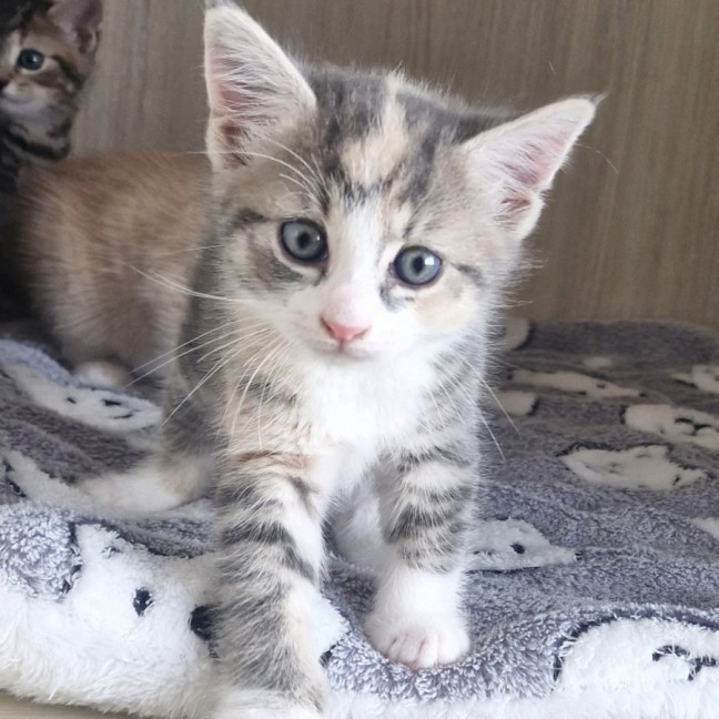 Photo of C1509 Alexis