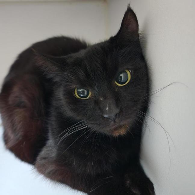 Photo of 🦦 Phaedra 6808 🦦