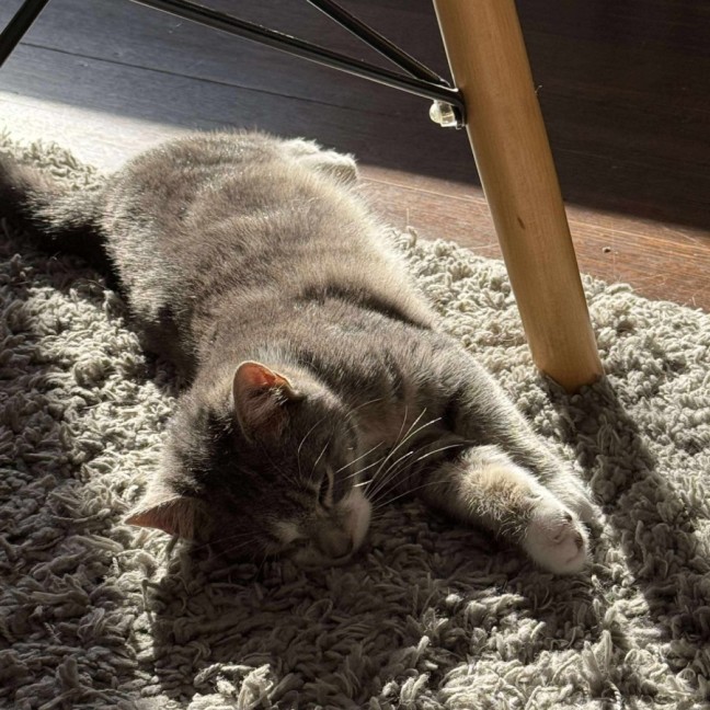 Photo of 🤗Sylvester🤗