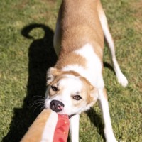 Photo of Gunnar