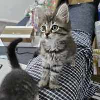 Photo of Coda