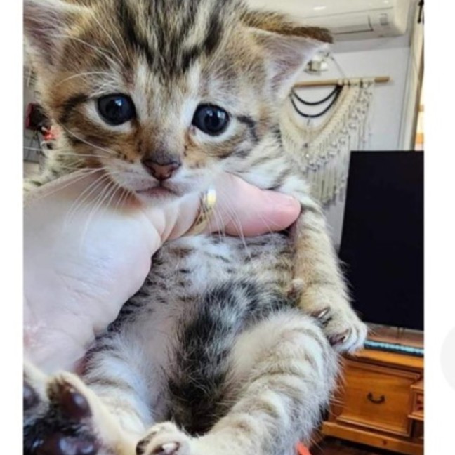 Photo of Pumpkin