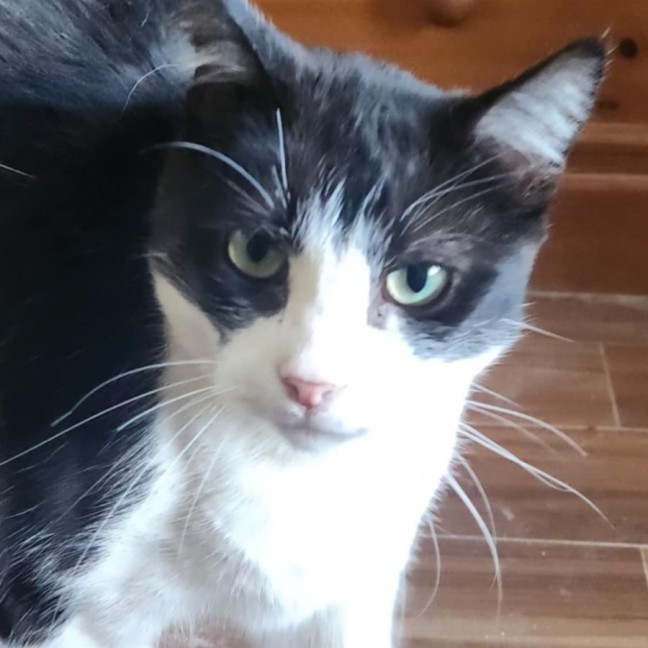 Photo of Rocket 