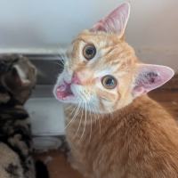 Photo of Bobby Singer