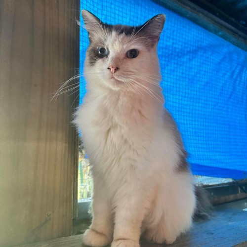 Rhea - Ragdoll Cat