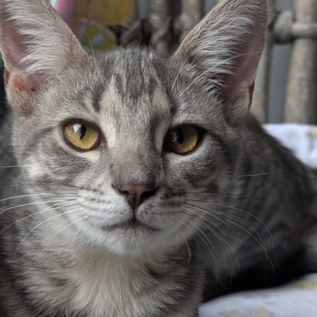 Photo of Wren